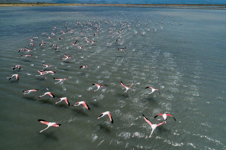 Flamingos in Lesvos