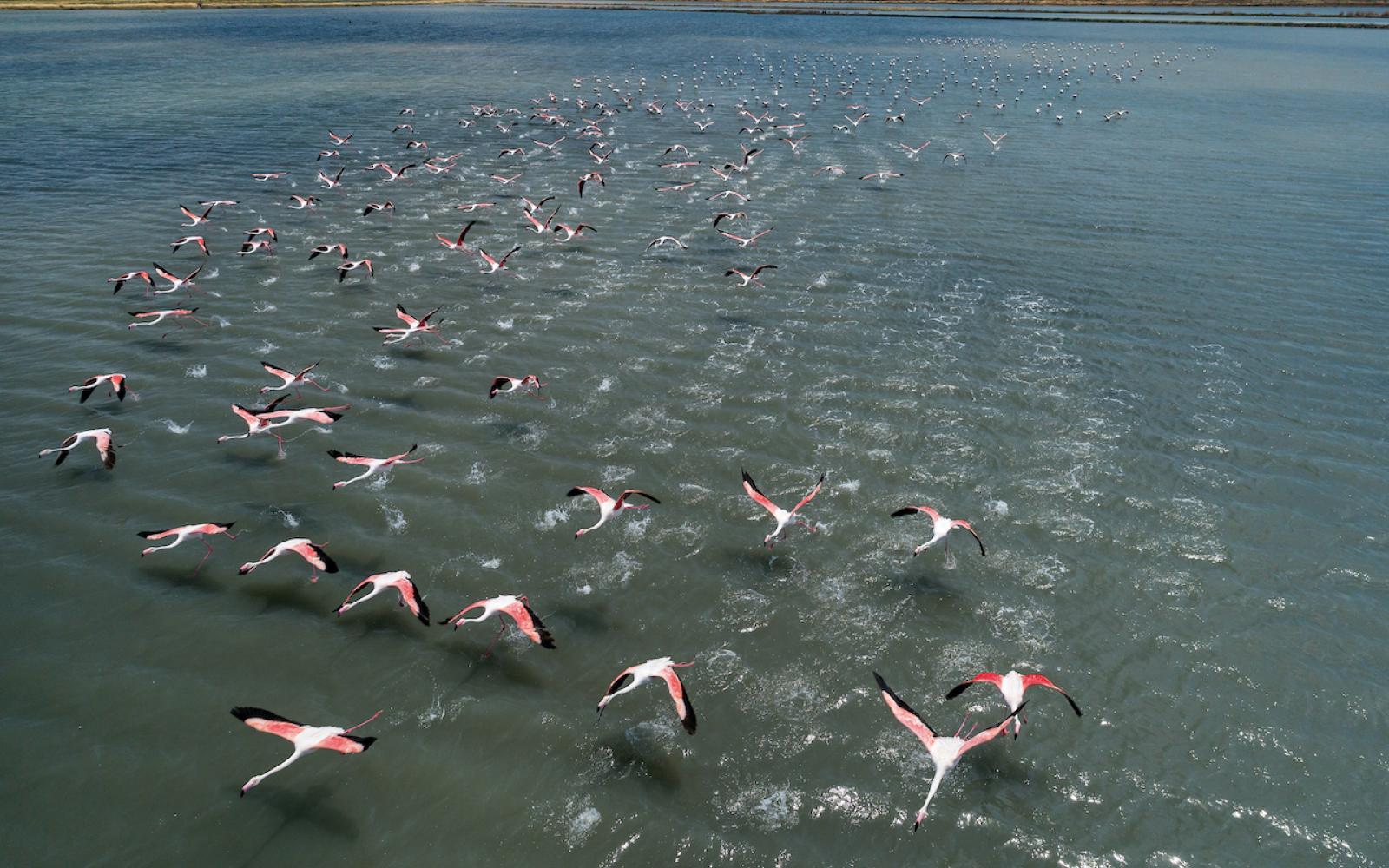 Flamingos in Lesvos