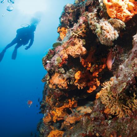 photo: ultramarinfoto/ Getty Images/ Ideal Image