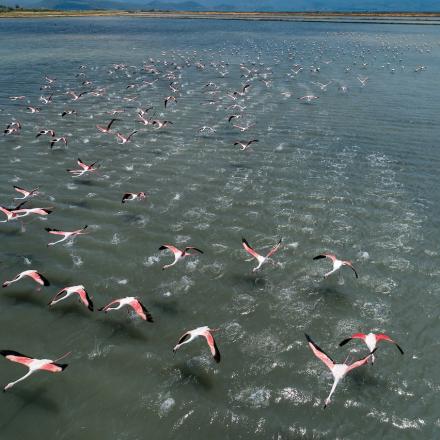 Flamingos in Lesvos
