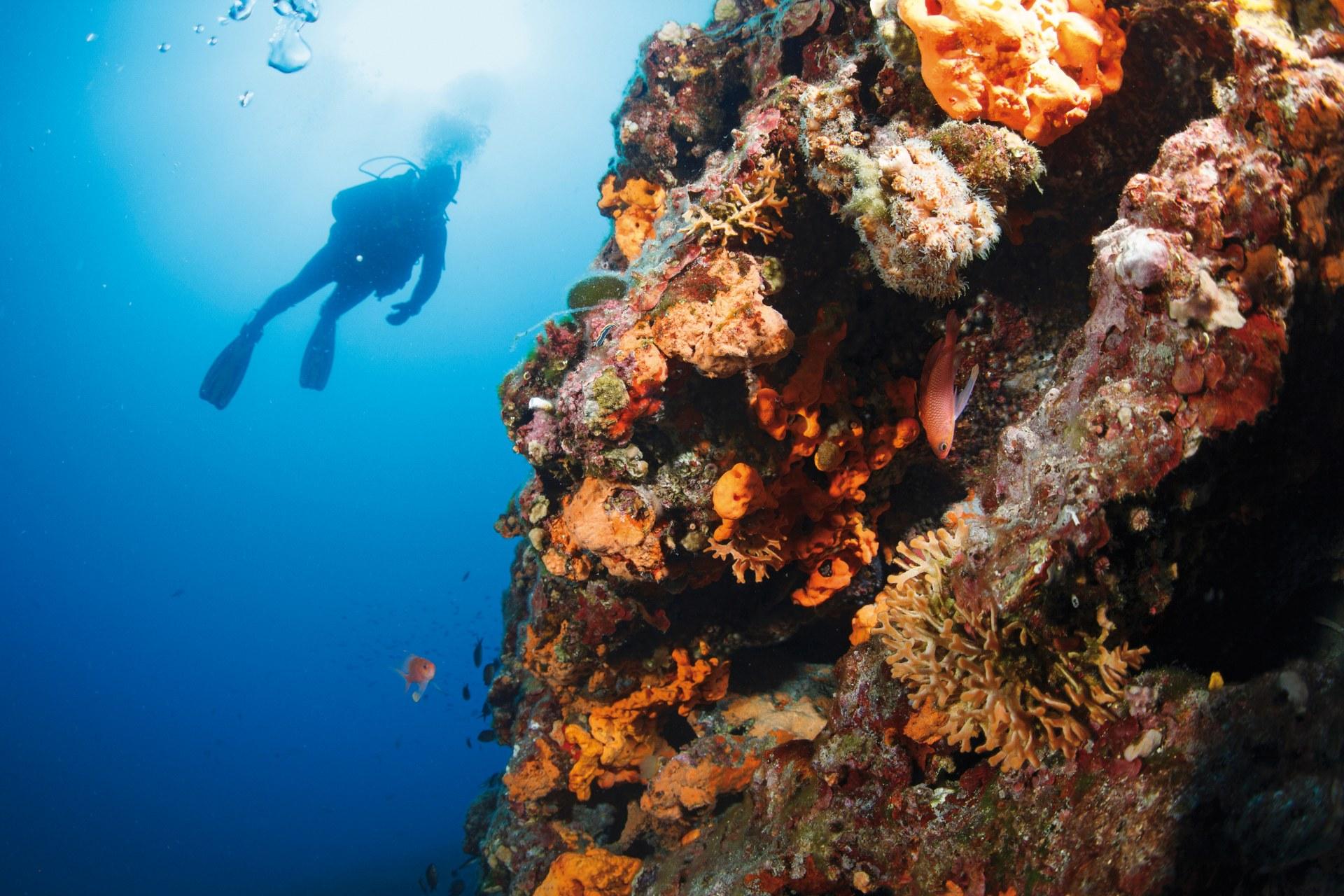 photo: ultramarinfoto/ Getty Images/ Ideal Image